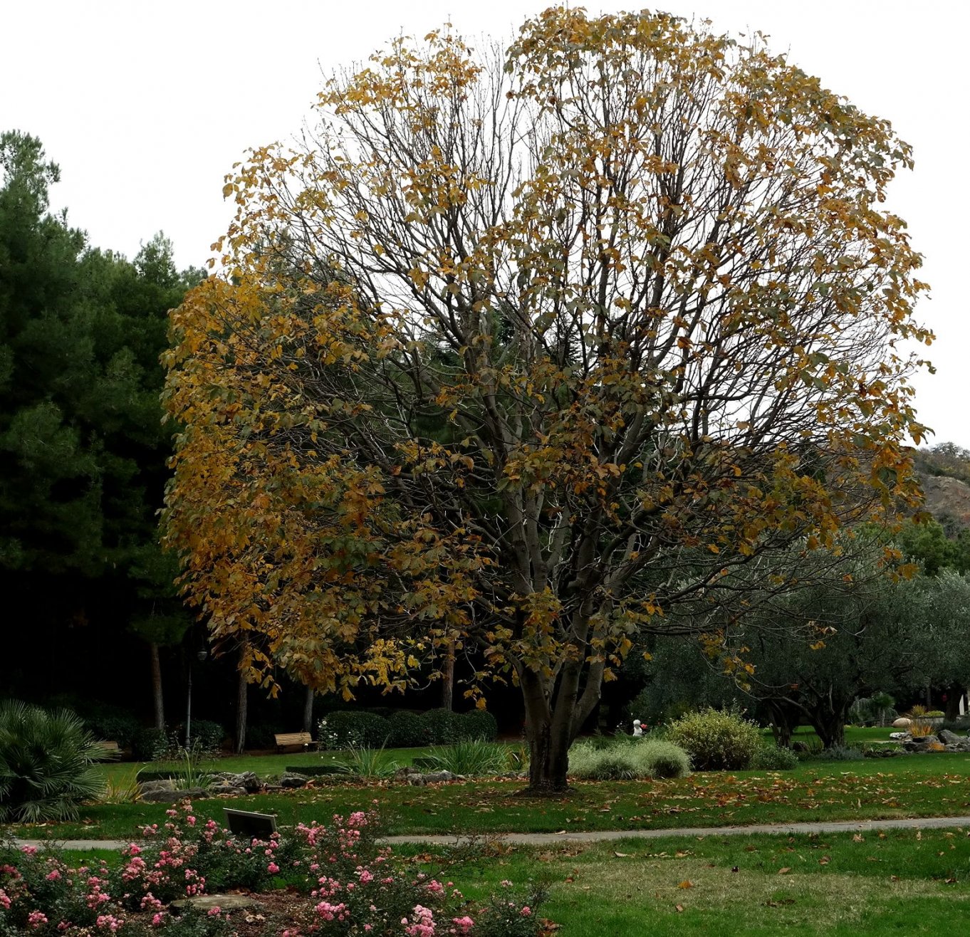 Изображение особи Aesculus &times; carnea.