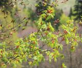 Acer trautvetteri