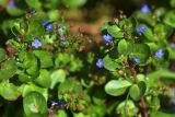 Veronica beccabunga подвид muscosa