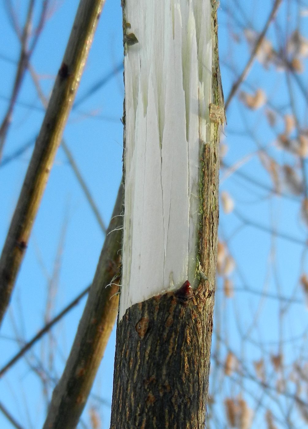 Изображение особи Salix pentandra.