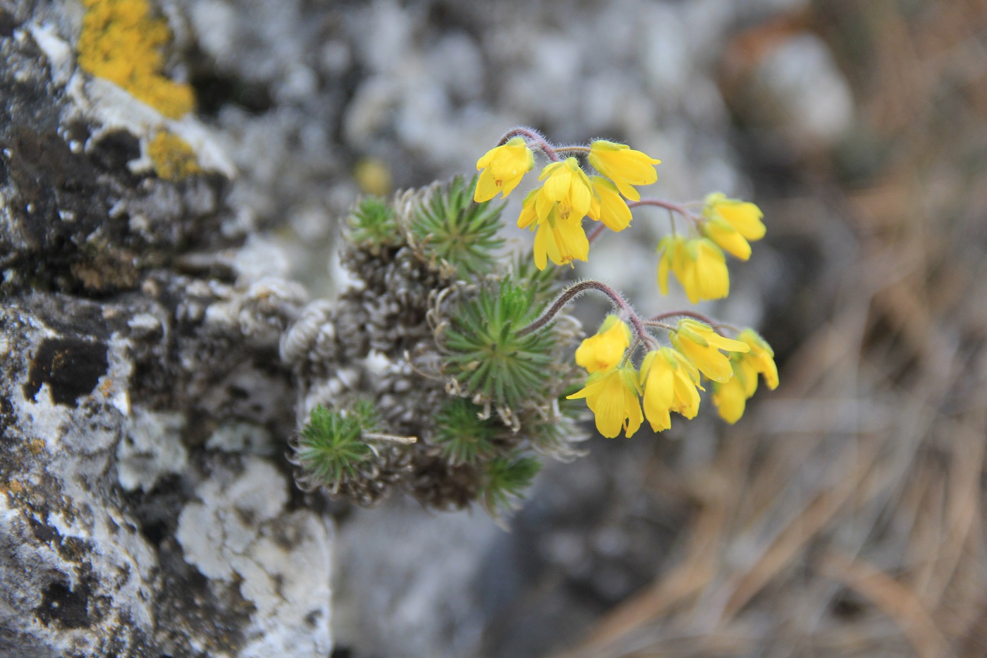 Image of Draba cuspidata specimen.