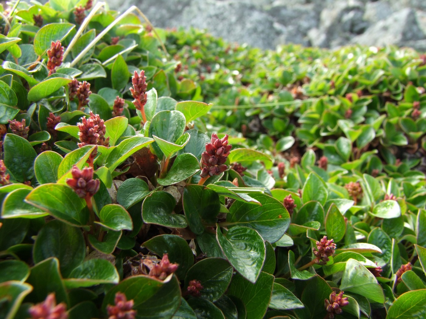 Изображение особи Salix magadanensis.