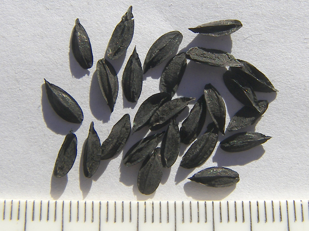 Image of Anemarrhena asphodeloides specimen.