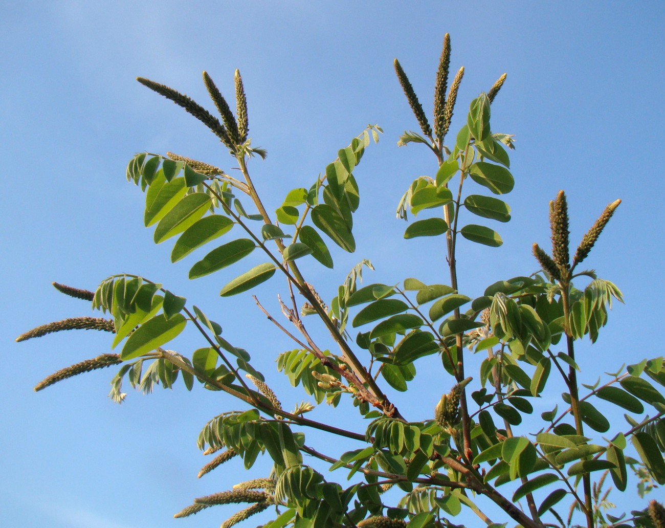 Изображение особи Amorpha fruticosa.