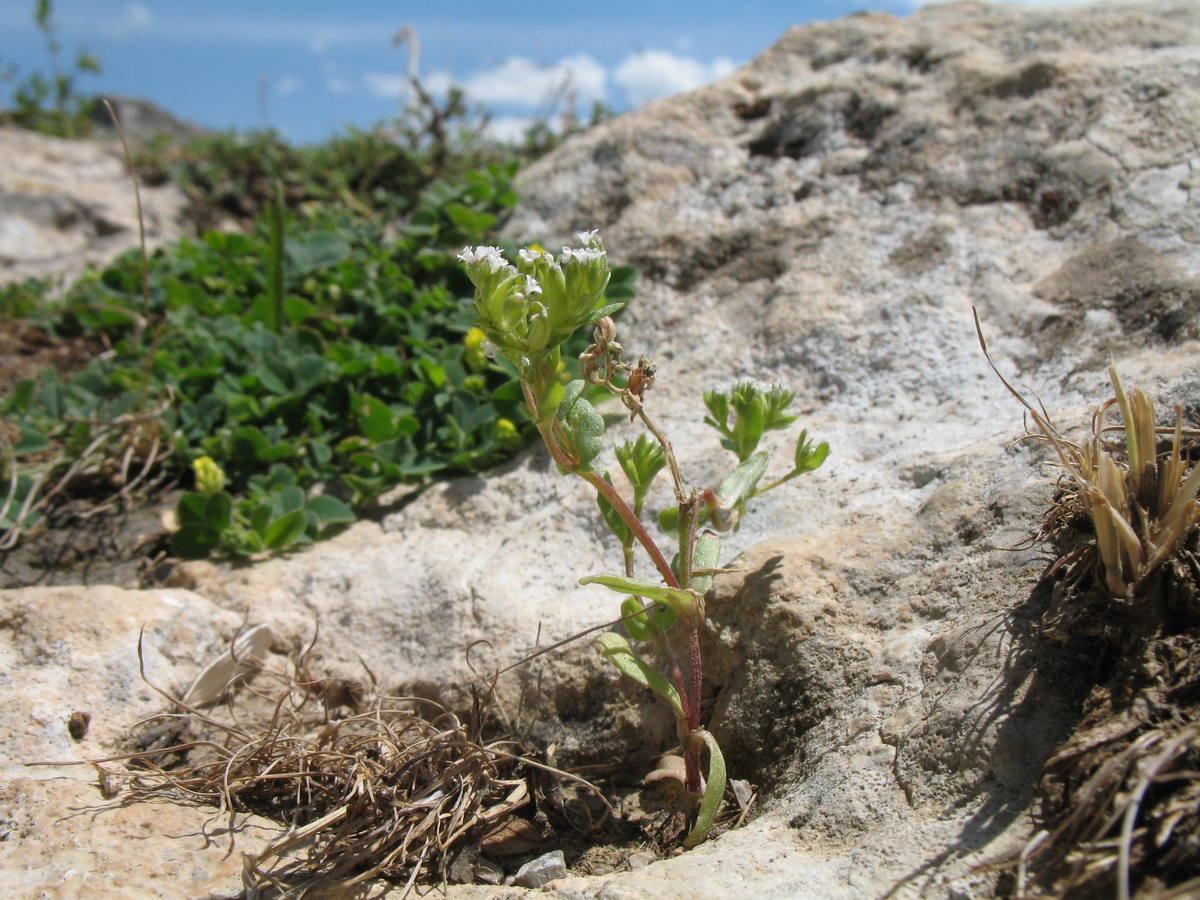 Изображение особи Valerianella plagiostephana.