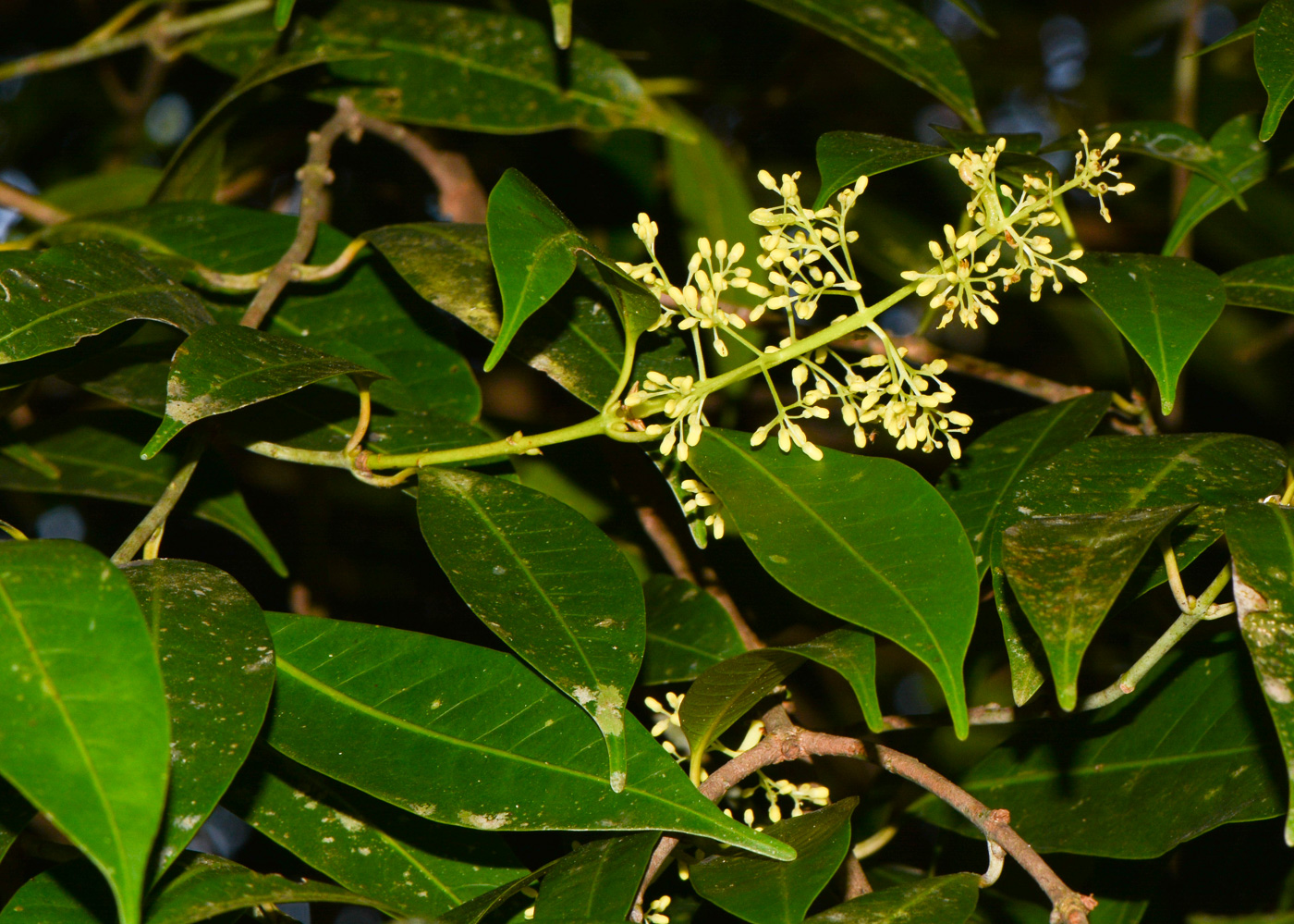 Image of Sandoricum koetjape specimen.