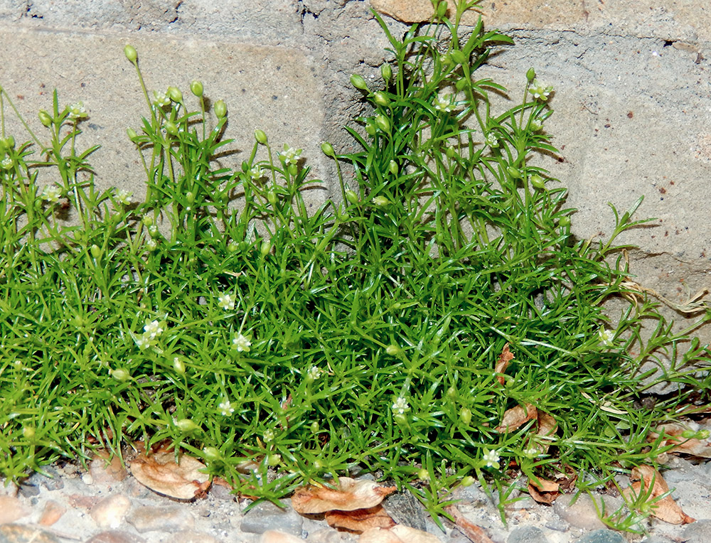 Image of Sagina procumbens specimen.