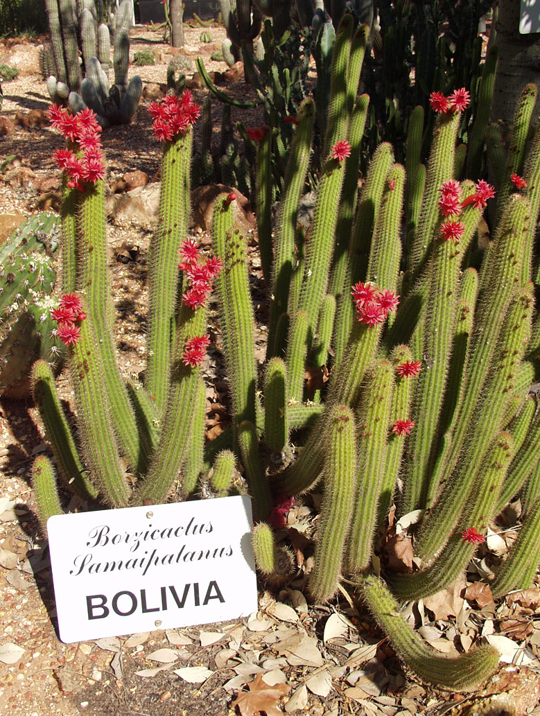 Изображение особи Borzicactus samaipatanus.