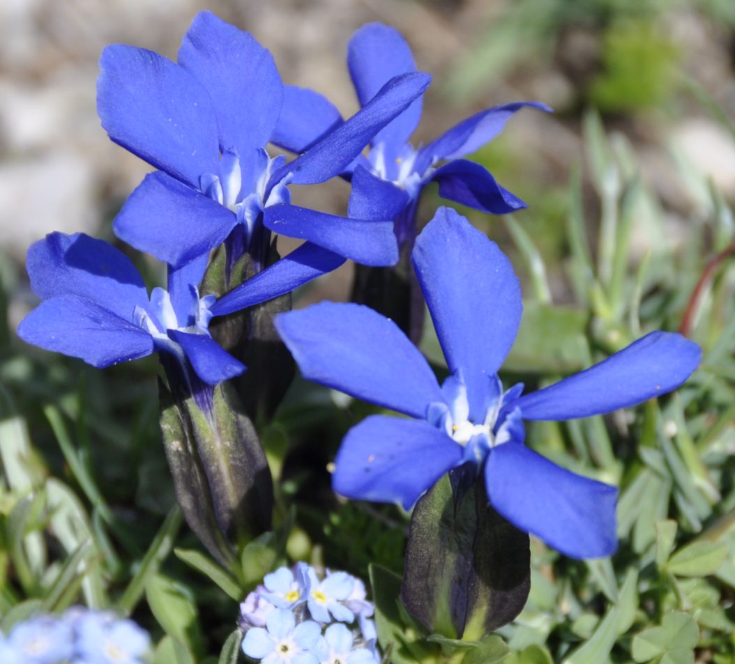 Изображение особи Gentiana verna ssp. balcanica.