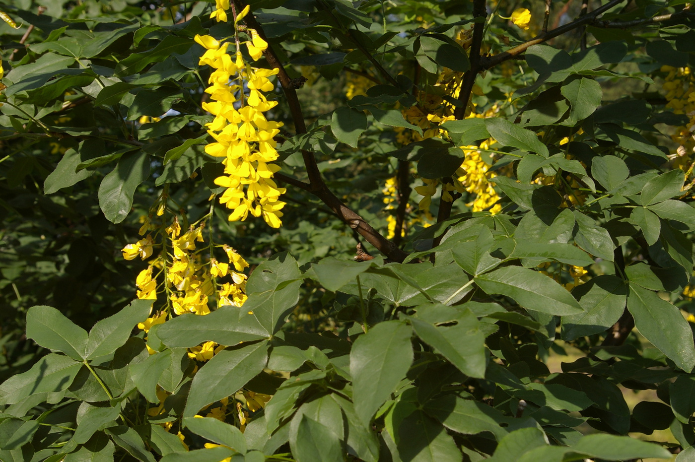 Image of Laburnum alpinum specimen.