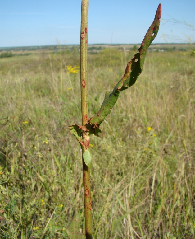 Изображение особи Rumex thyrsiflorus.