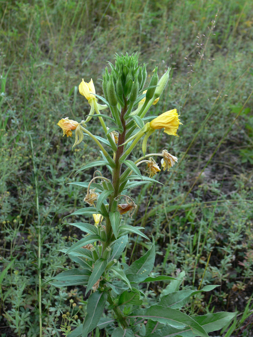 Image of Oenothera rubricaulis specimen.