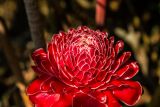 Etlingera elatior