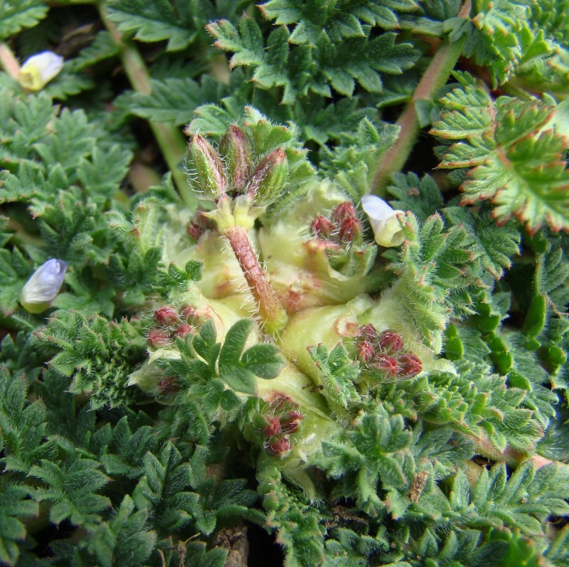 Image of Erodium cicutarium specimen.