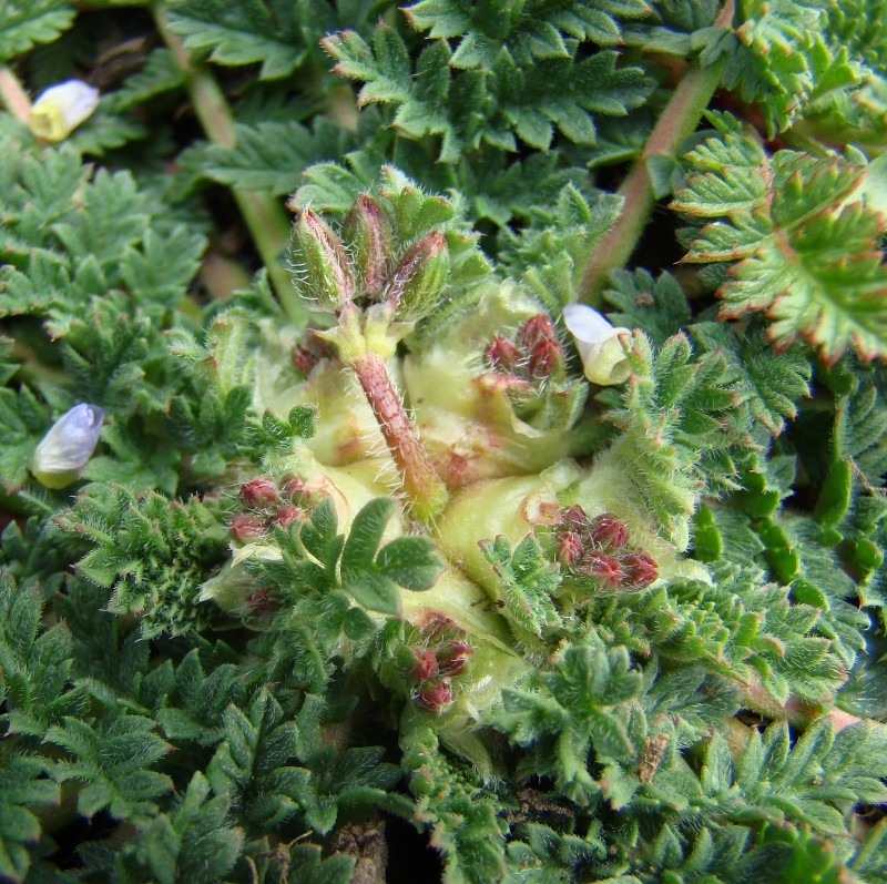 Изображение особи Erodium cicutarium.