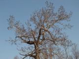 Populus suaveolens