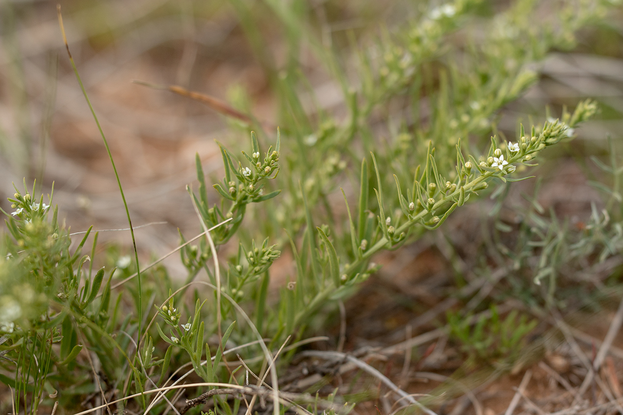 Изображение особи Thesium ramosum.