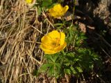 Trollius membranostylis. Верхушки цветущих побегов. Магаданская обл., окр. г. Магадан, п-ов Старицкого, распадок руч. Скалистый, поляна среди ольховника. 23.06.2012.