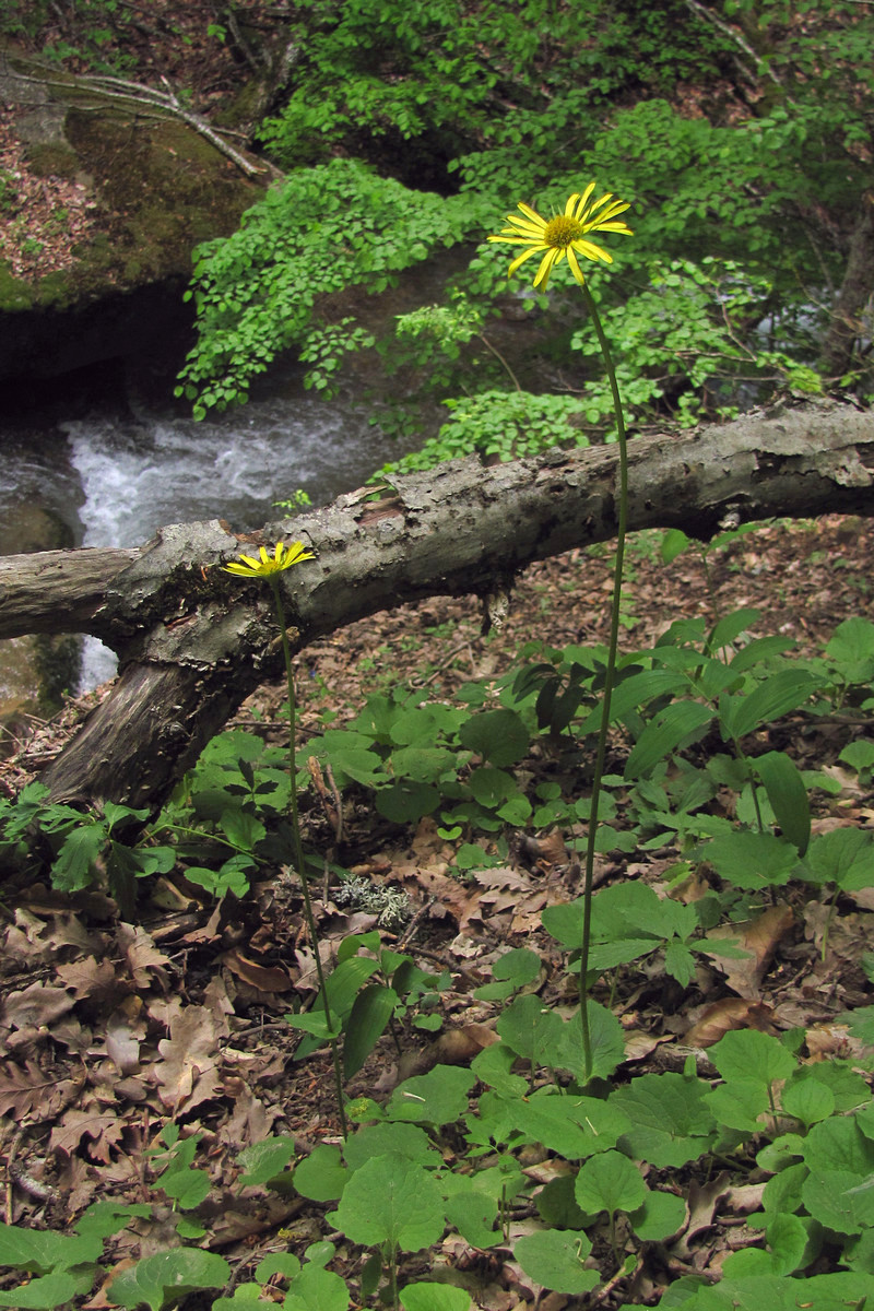 Изображение особи Doronicum orientale.