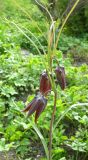 Fritillaria ussuriensis