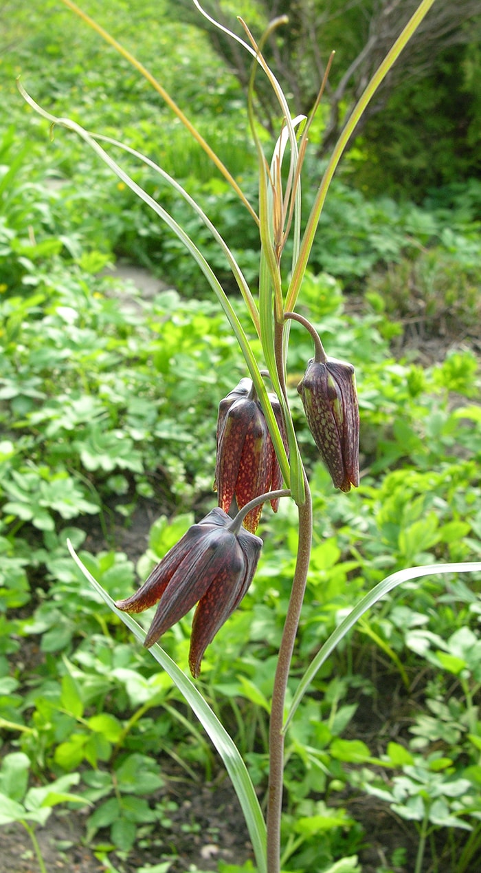 Изображение особи Fritillaria ussuriensis.