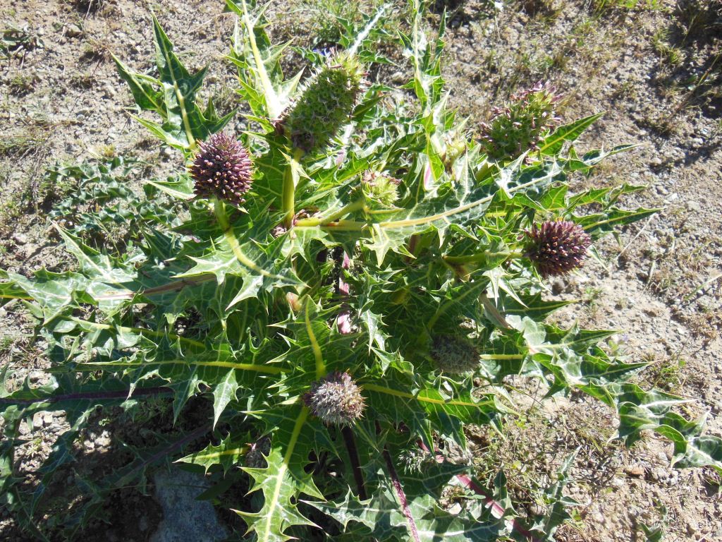 Image of Gundelia aragatsi specimen.