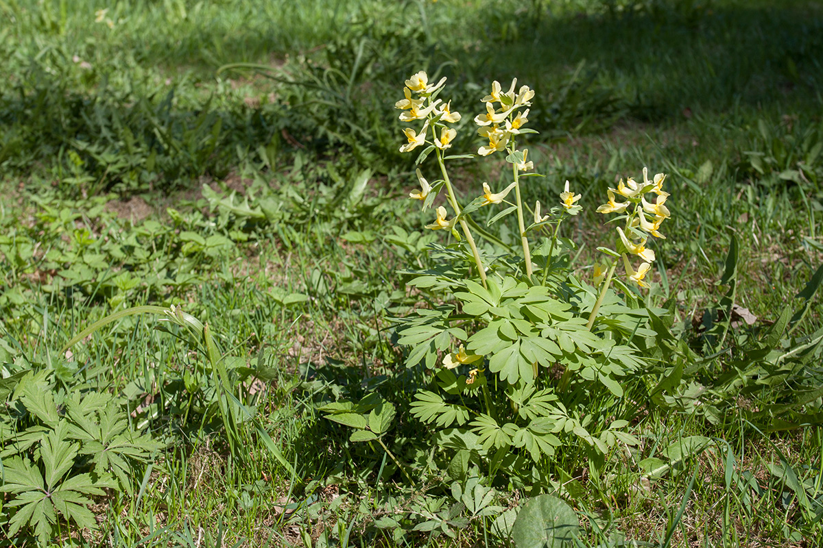 Image of Corydalis bracteata specimen.