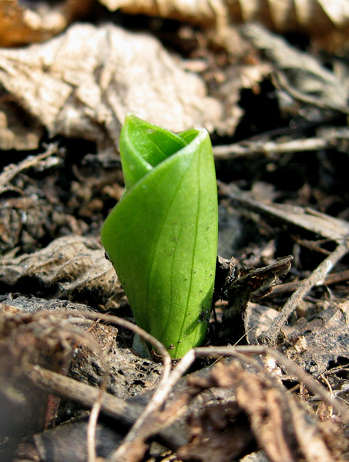 Изображение особи Listera ovata.