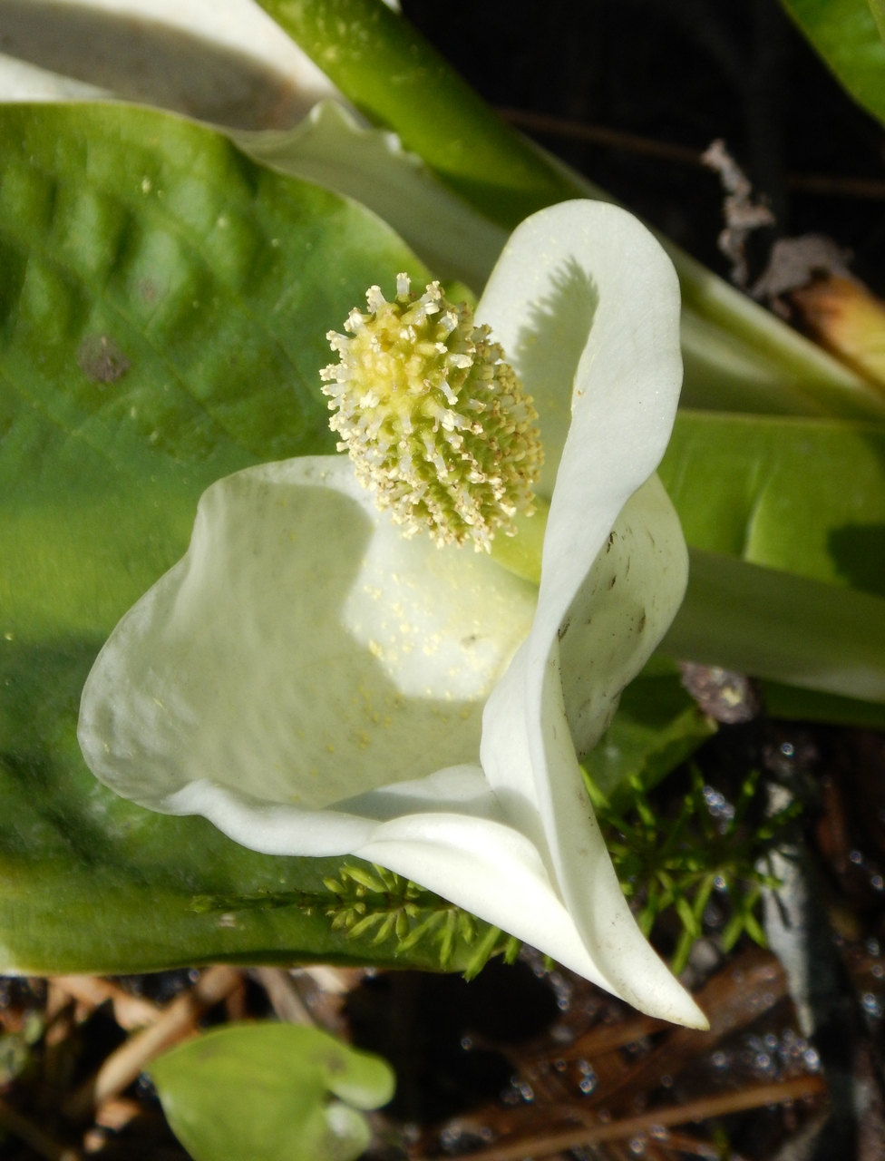 Image of Lysichiton camtschatcensis specimen.