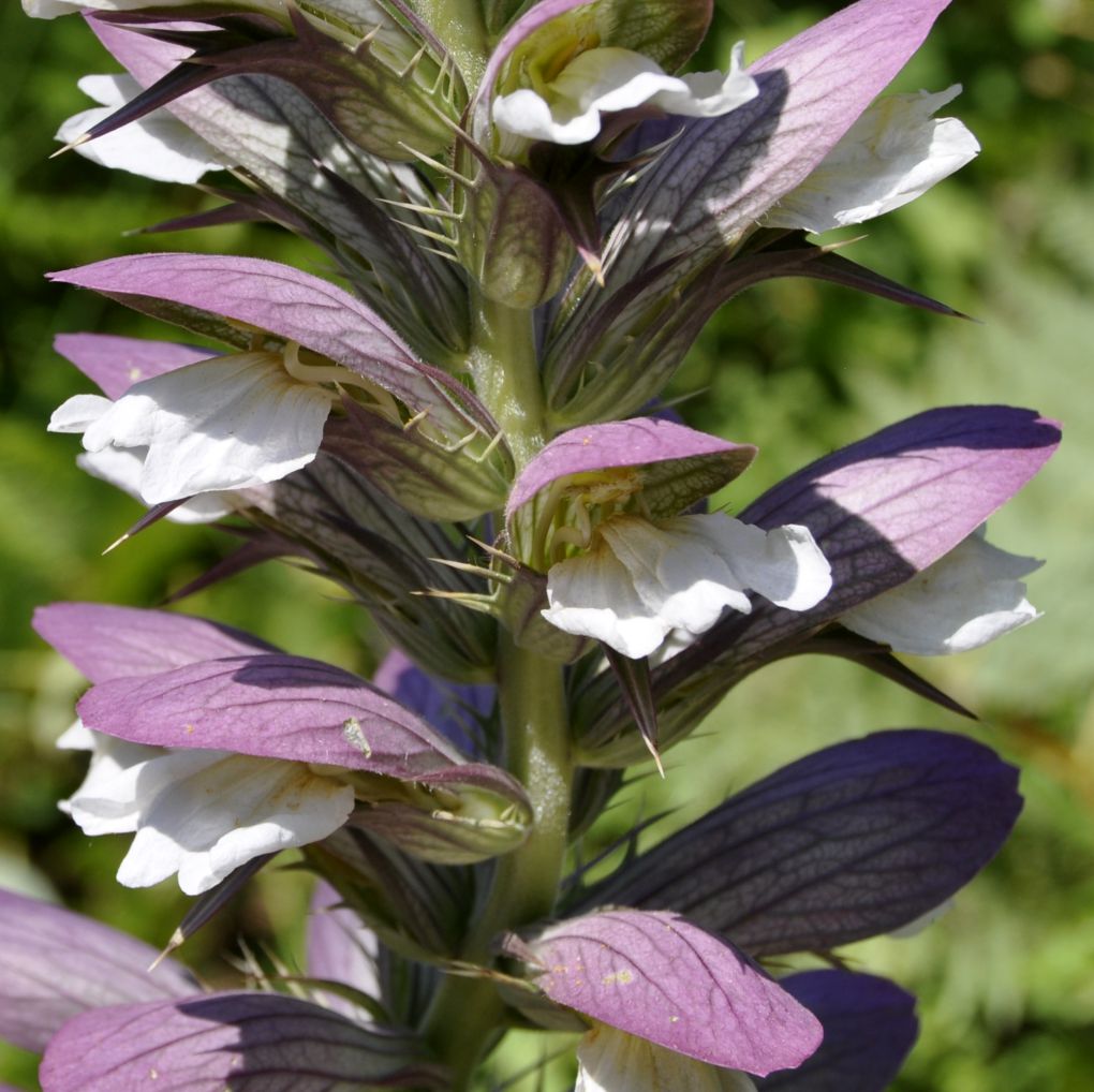 Изображение особи Acanthus spinosus.