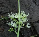Echinocystis lobata