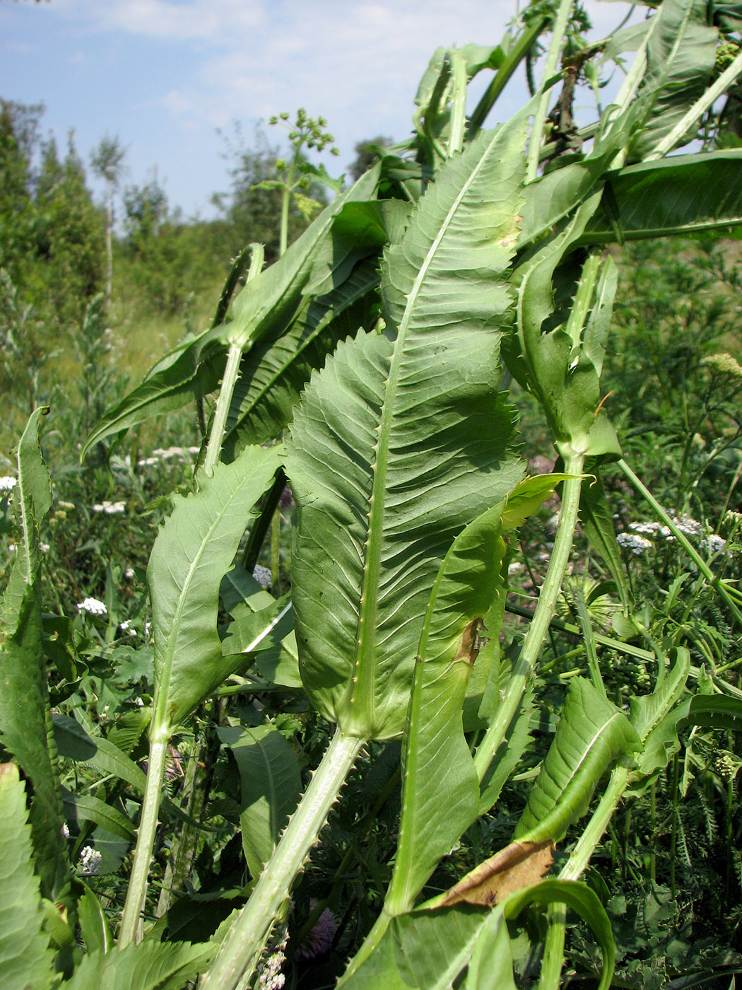 Image of Dipsacus fullonum specimen.