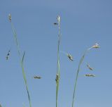 Carex capillaris. Верхушки побегов с молодыми плодами. Псковская обл., Печорский р-н, окр. Изборска, Изборско-Мальская долина, ключевое болото. 08.06.2008.