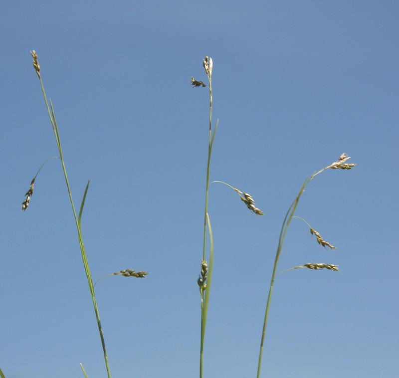 Изображение особи Carex capillaris.