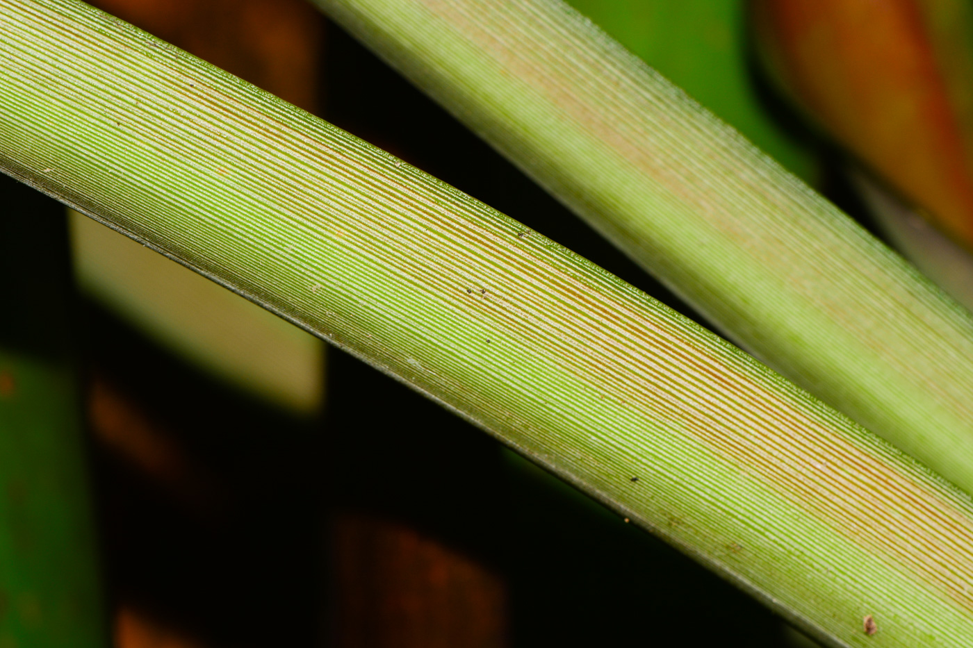 Image of Ananas lucidus specimen.