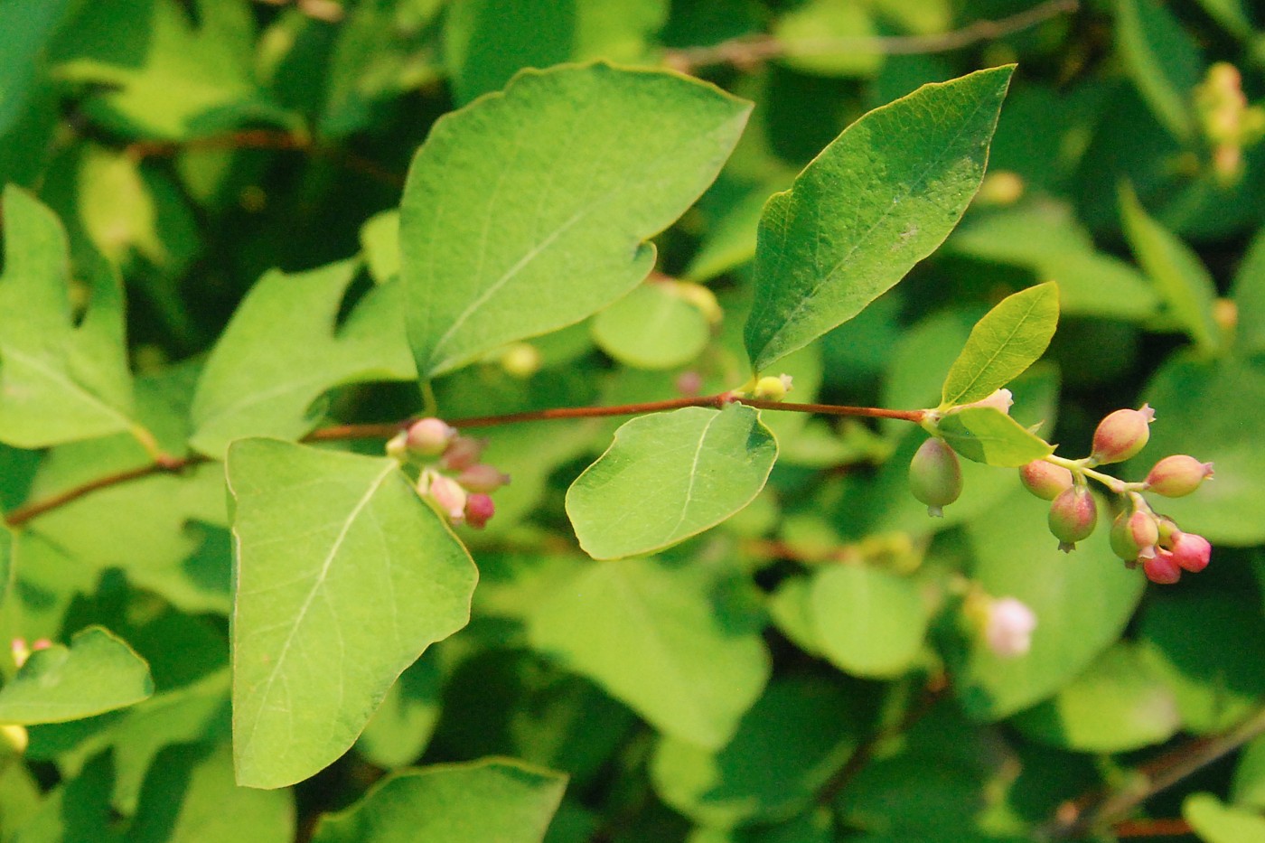 Image of Symphoricarpos albus var. laevigatus specimen.