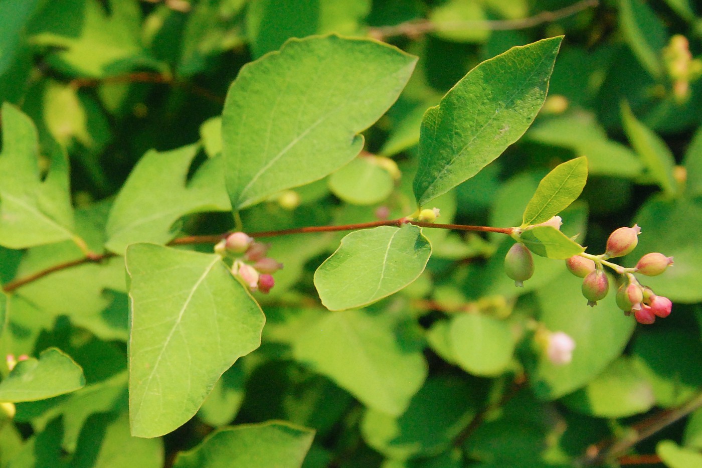 Изображение особи Symphoricarpos albus var. laevigatus.