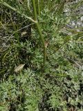 Kitagawia baicalensis. Нижняя часть растения с прикорневой розеткой. Республика Хакасия, окр. г. Абакан, гора Самохвал, южный склон, степь. 25 июля 2017 г.