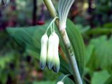Polygonatum multiflorum. Соцветие. Чувашия, окр. г. Шумерля, берег р. Сура, пойма р. Шумерлинка. 20 мая 2005 г.