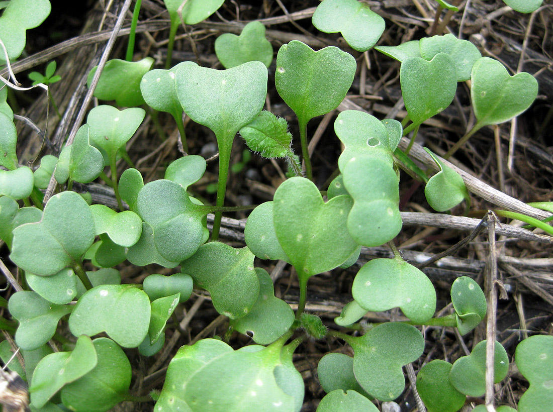 Image of Crambe tataria specimen.