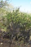 Rhamnus cathartica. Плодоносящие кустарники. Узбекистан, Ташкентская обл., зап. отр. Чаткальского хр., левый склон р. Галвасай, окр. кишлака Учтерак. 25.09.2017.
