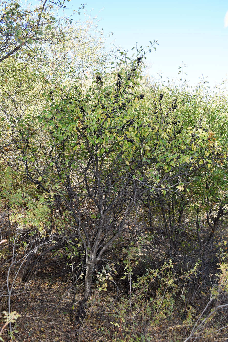 Image of Rhamnus cathartica specimen.
