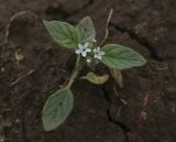 Heliotropium ellipticum. Цветущее растение. Крым, Сакский р-н, окр. пос. Прибрежное, газон, сорное. 15.08.2017.