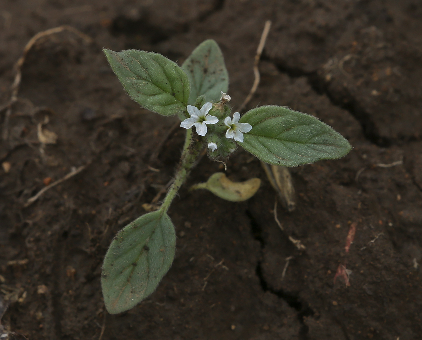 Изображение особи Heliotropium ellipticum.