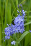 Veronica teucrium