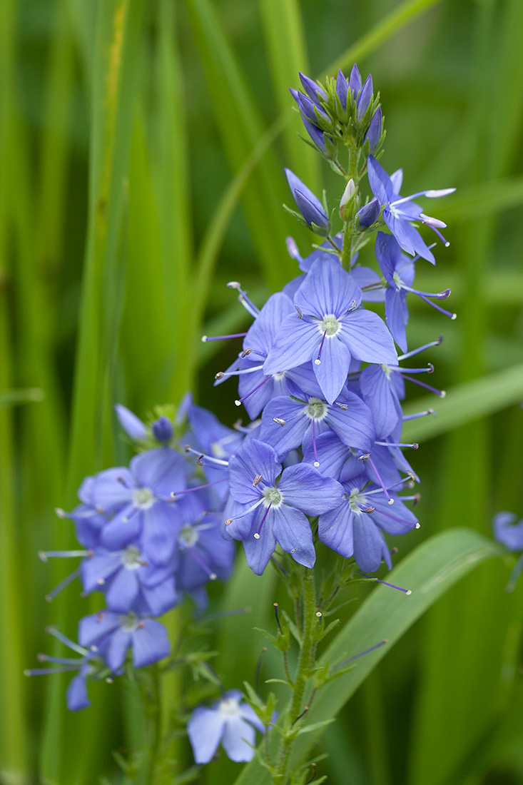 Изображение особи Veronica teucrium.