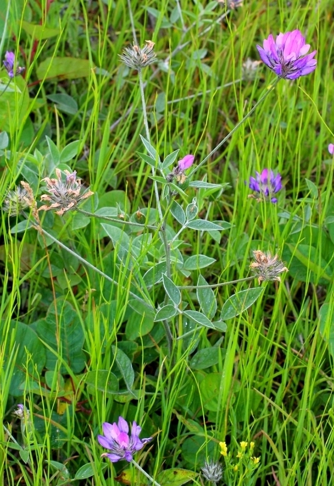 Image of Psoralea bituminosa ssp. pontica specimen.