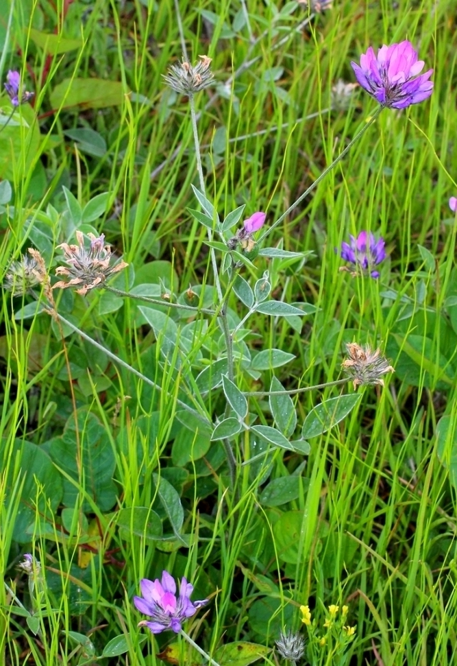 Изображение особи Psoralea bituminosa ssp. pontica.