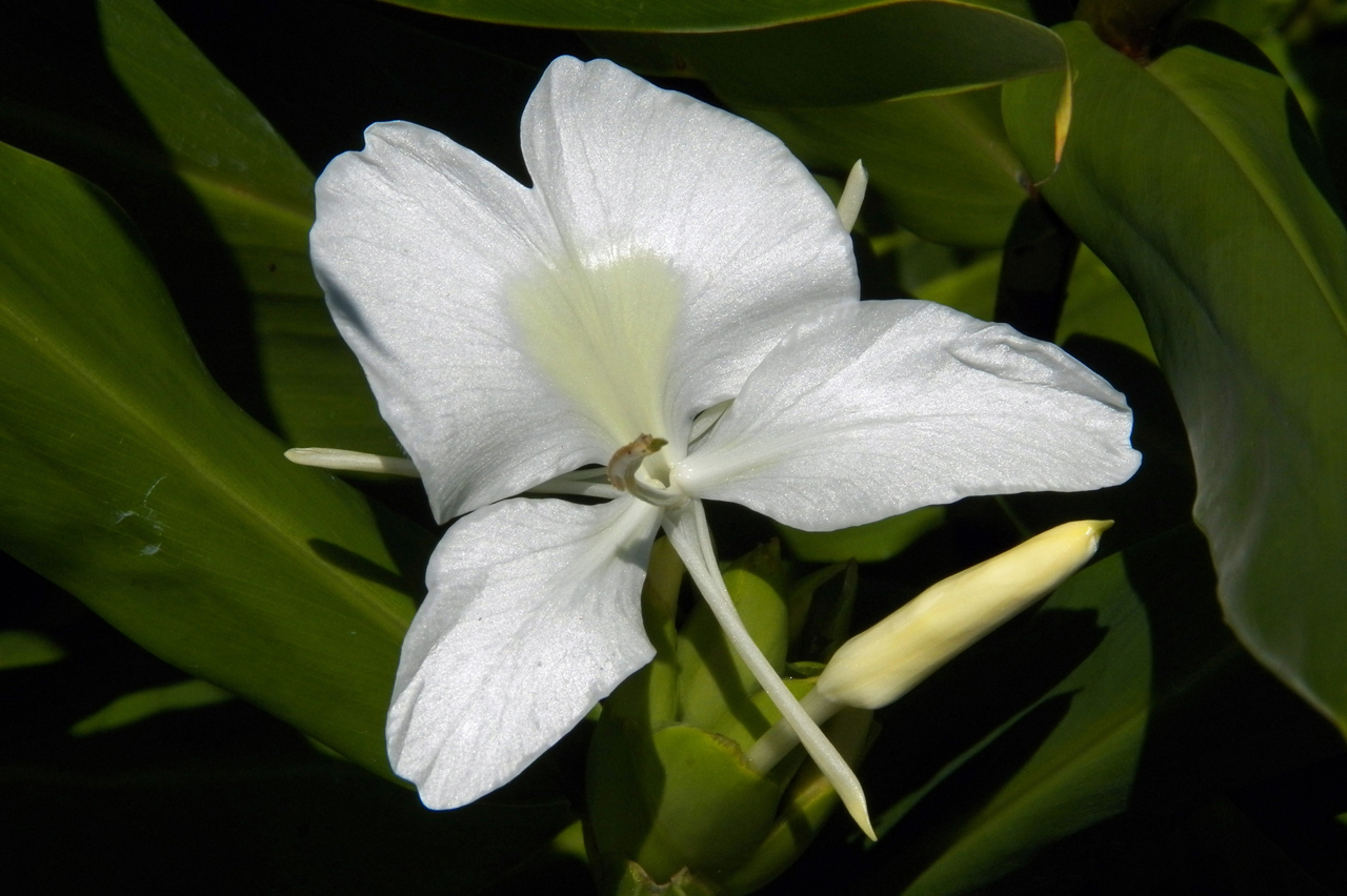 Image of Hedychium coronarium specimen.