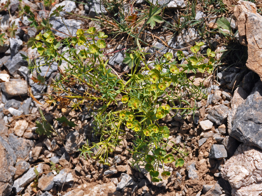 Изображение особи род Euphorbia.